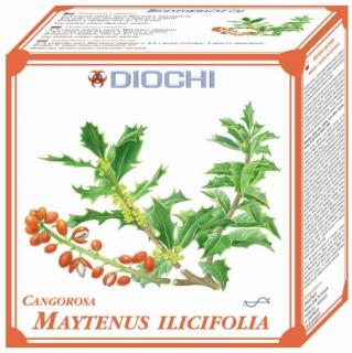 Maytenus ilicifolia - čaj